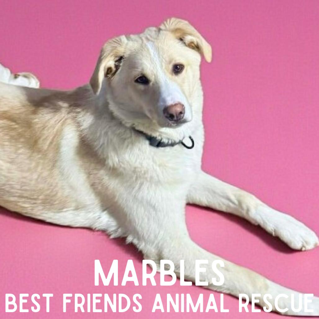 Marbles, a Adoptable mixed breed in Wasilla, AK image 3/5