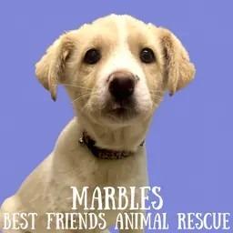 Marbles, a Adoptable mixed breed in Wasilla, AK image 4/5