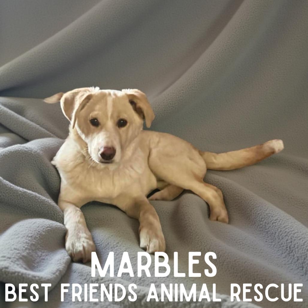 Marbles, a Adoptable mixed breed in Wasilla, AK image 5/5