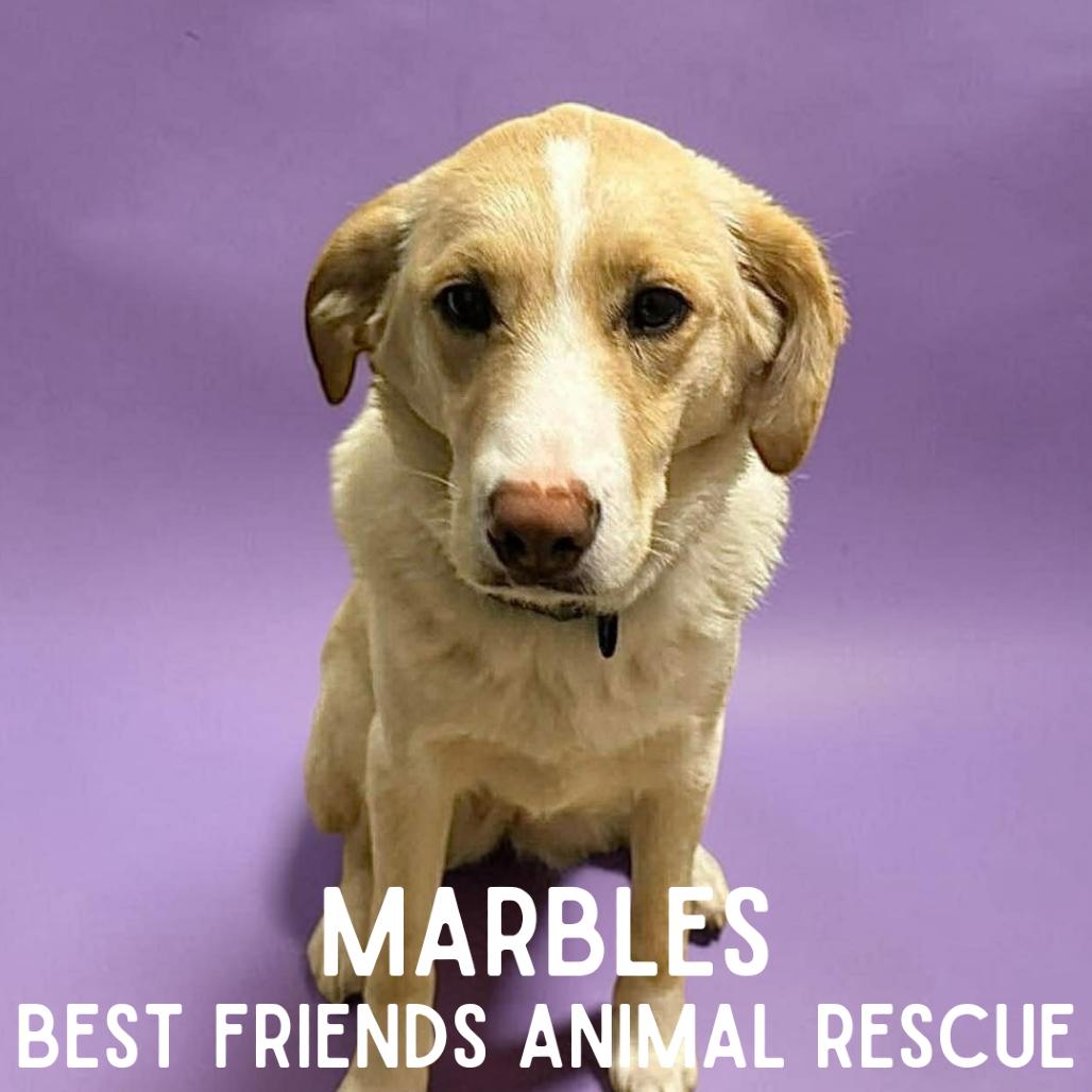 Enlarge Marbles, a Adoptable mixed breed in Wasilla, AK image 6/6