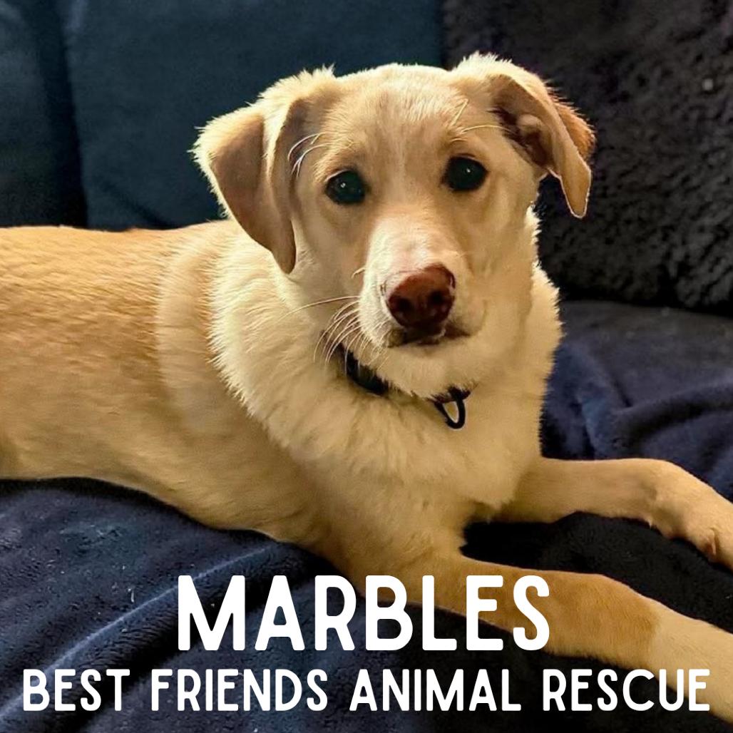 Enlarge Marbles, a Adoptable mixed breed in Wasilla, AK image 6/6