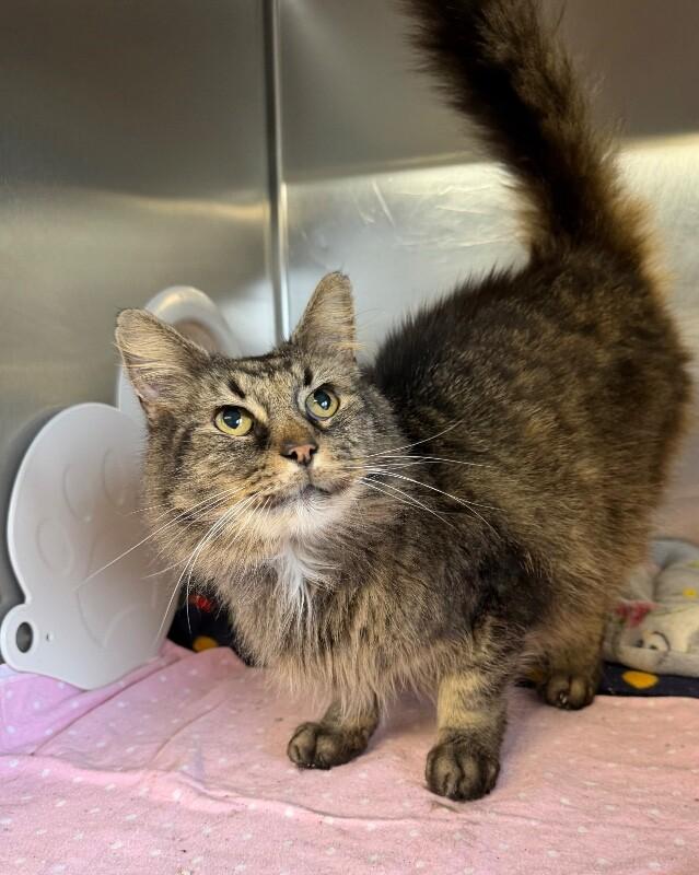 Harvey, Adoptable, Senior Male Domestic Long Hair.