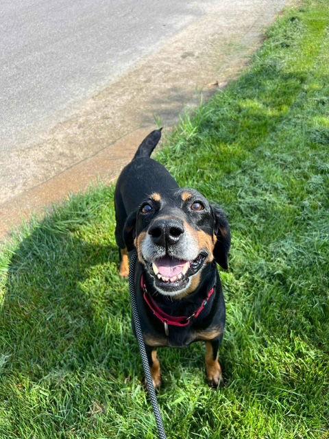 Enlarge Willie Nelson, a Adoptable Doberman Pinscher in Holland, MI image 1/3
