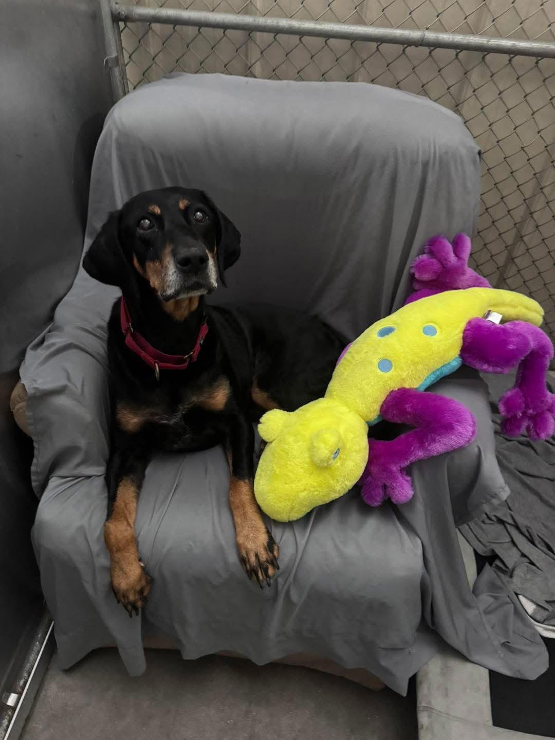 Enlarge Willie Nelson, a Adoptable Doberman Pinscher in Holland, MI image 3/3