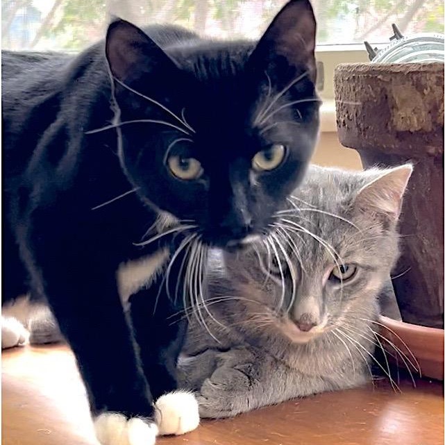 Enlarge Charlie, a Adoptable Domestic Short Hair in Maplewood, NJ image 3/6