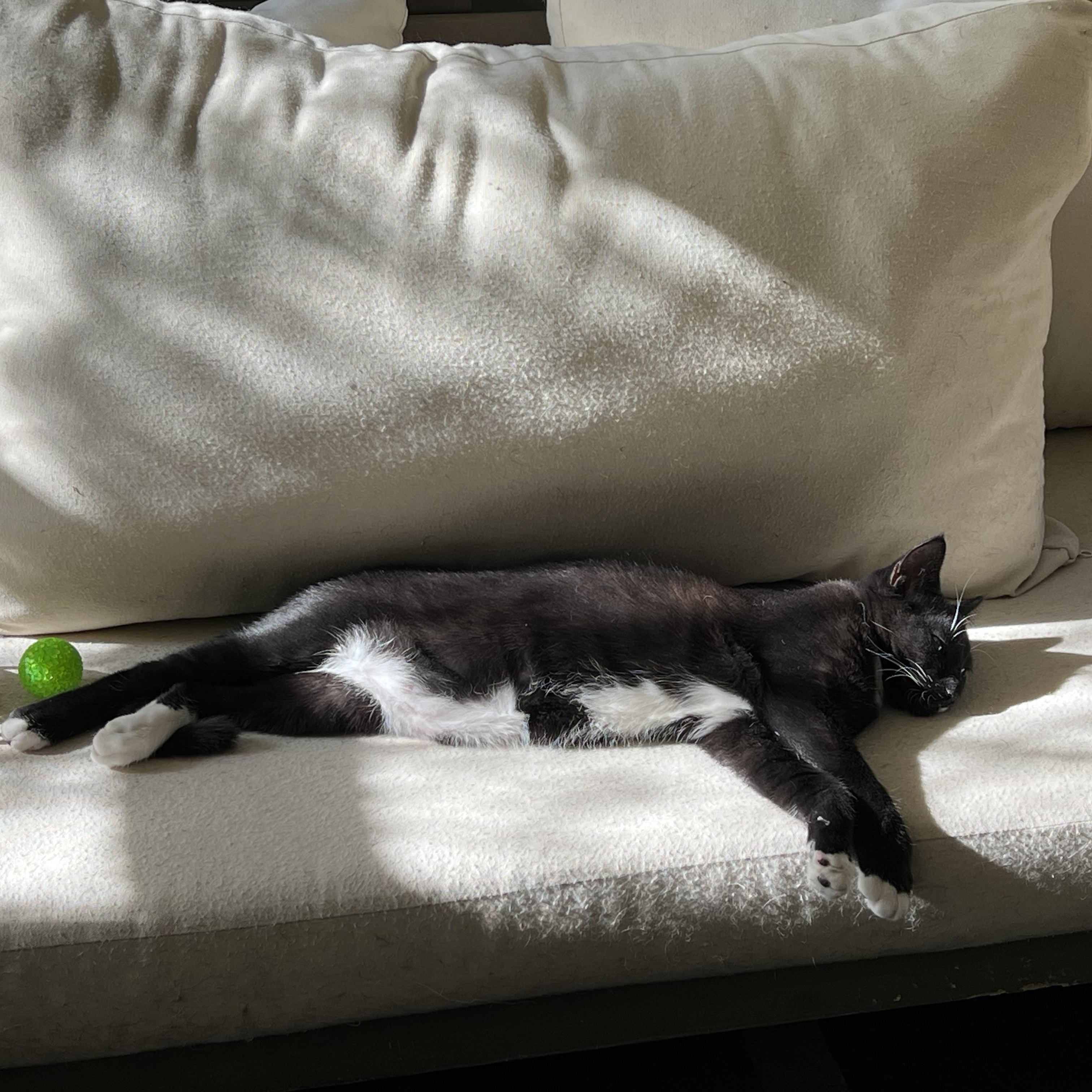 Enlarge Charlie, a Adoptable Domestic Short Hair in Maplewood, NJ image 2/6