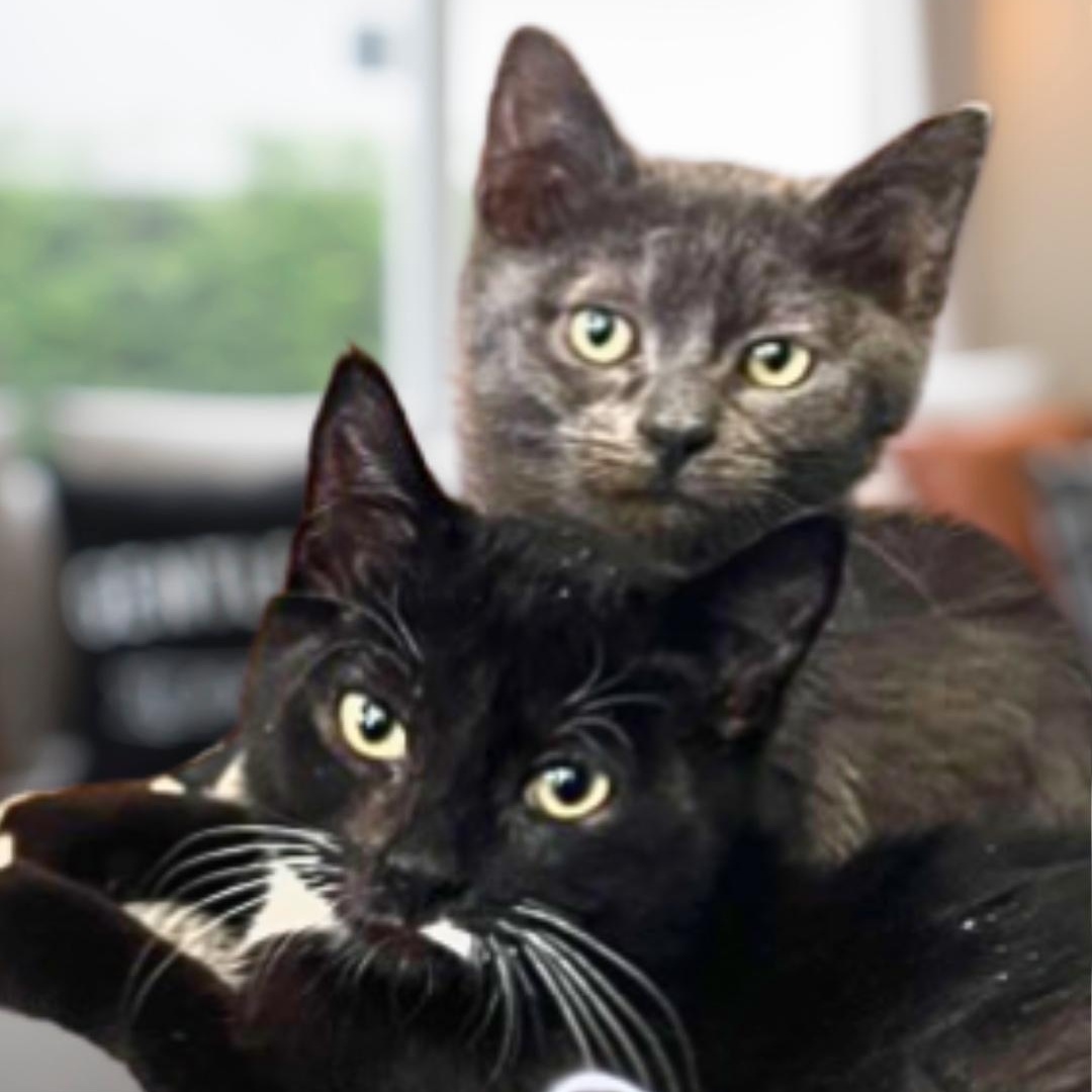 Enlarge Charlie, a Adoptable Domestic Short Hair in Maplewood, NJ image 5/6