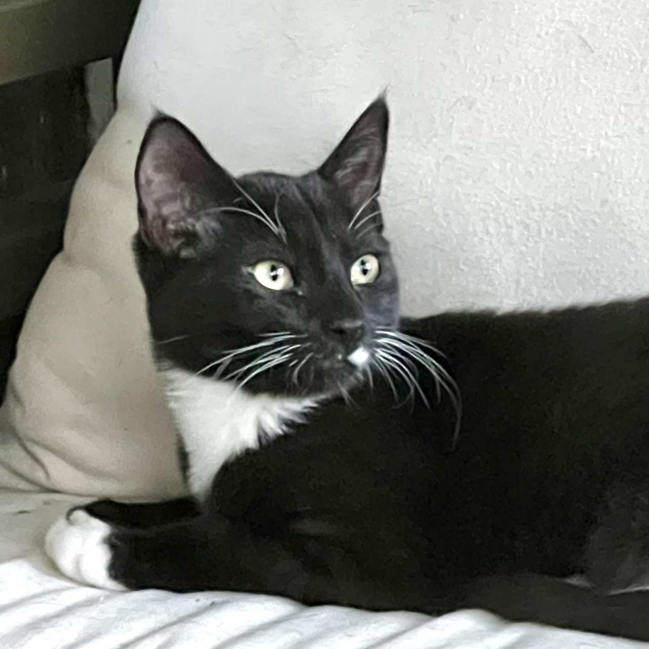 Enlarge Charlie, a Adoptable Domestic Short Hair in Maplewood, NJ image 4/6