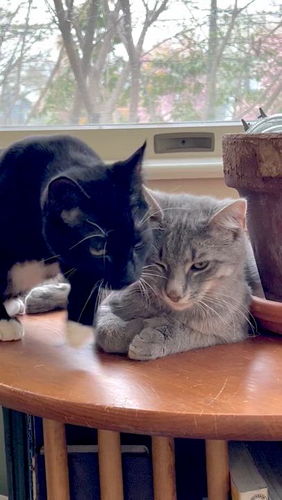 Enlarge Charlie, a Adoptable Domestic Short Hair in Maplewood, NJ video 6/6