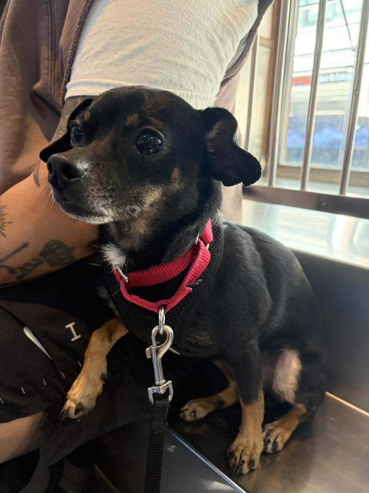 Enlarge Moe, a Adoptable mixed breed in New York, NY image 1/6