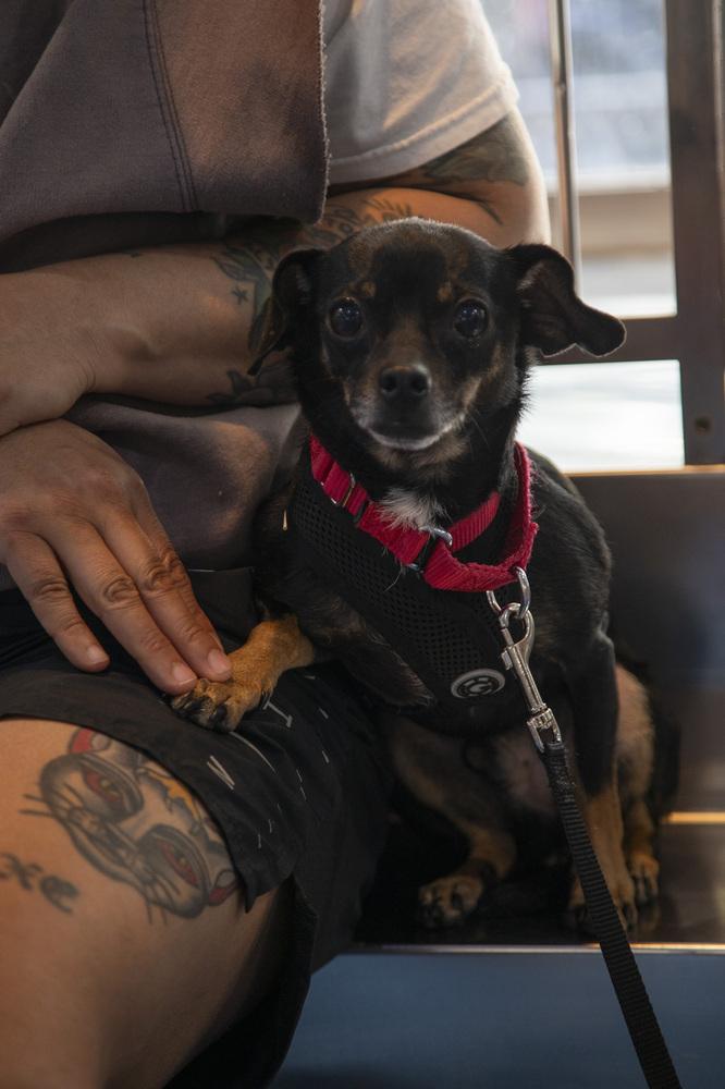 Enlarge Moe, a Adoptable mixed breed in New York, NY image 2/6