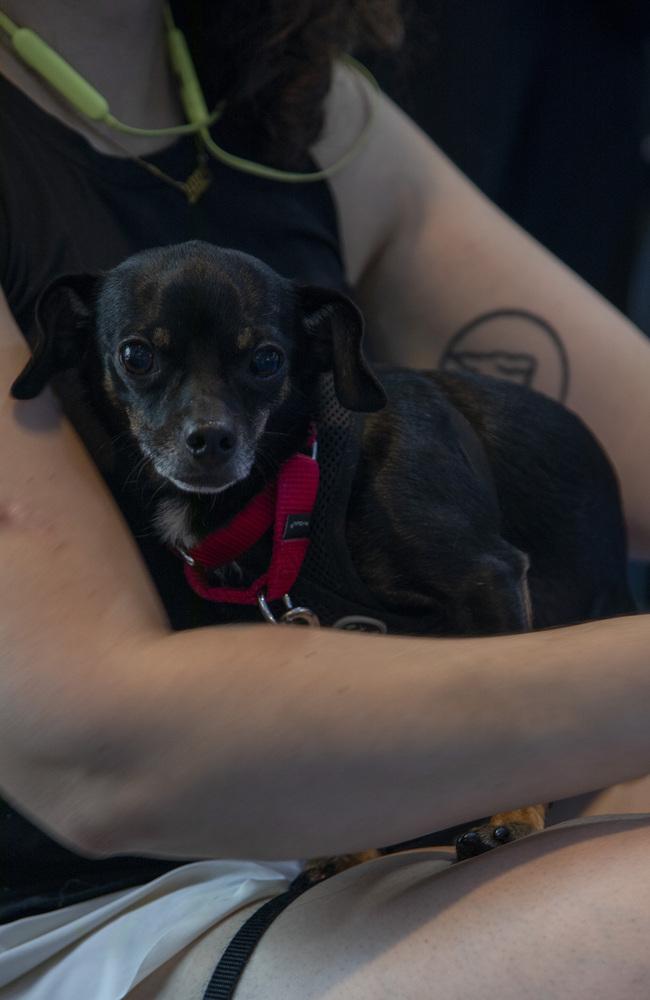 Enlarge Moe, a Adoptable mixed breed in New York, NY image 3/6