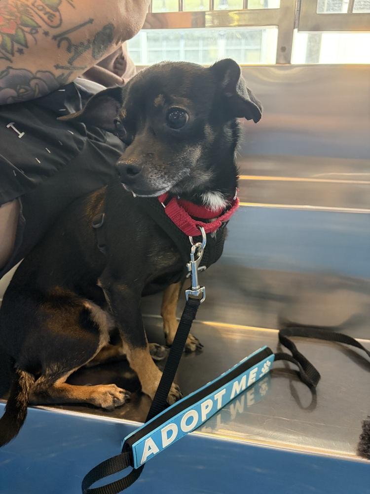 Enlarge Moe, a Adoptable mixed breed in New York, NY image 4/6
