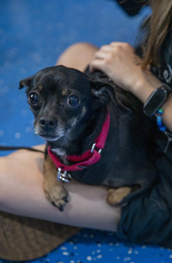 Enlarge Moe, a Adoptable mixed breed in New York, NY image 5/6