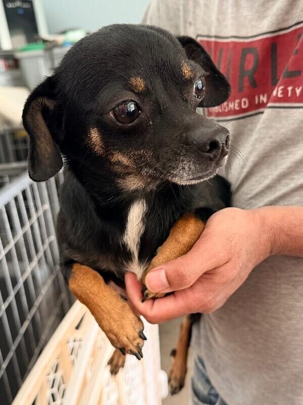 Enlarge Moe, a Adoptable mixed breed in New York, NY image 6/6