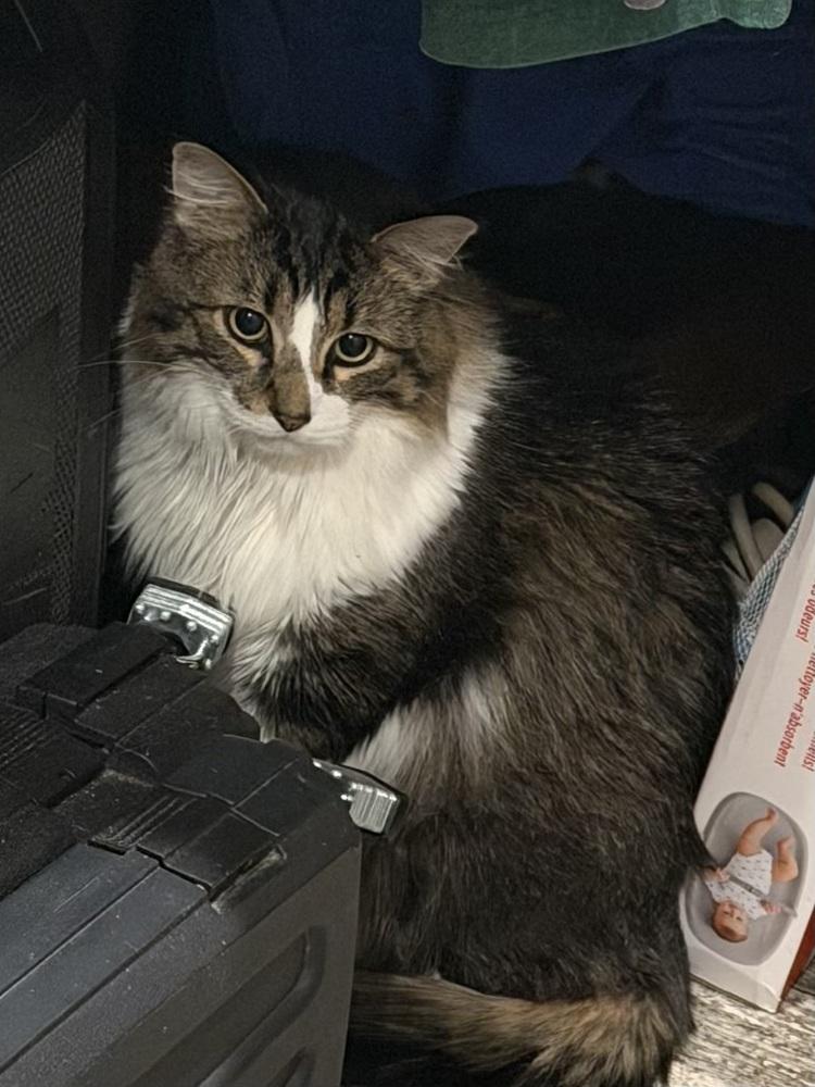 Enlarge Moose, a Adoptable Domestic Long Hair in Plumerville, AR image 1/2