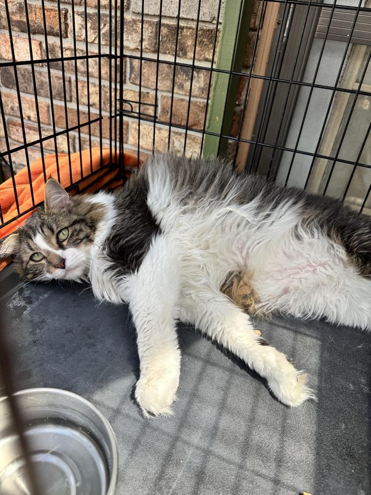Enlarge Moose, a Adoptable Domestic Long Hair in Plumerville, AR image 2/2
