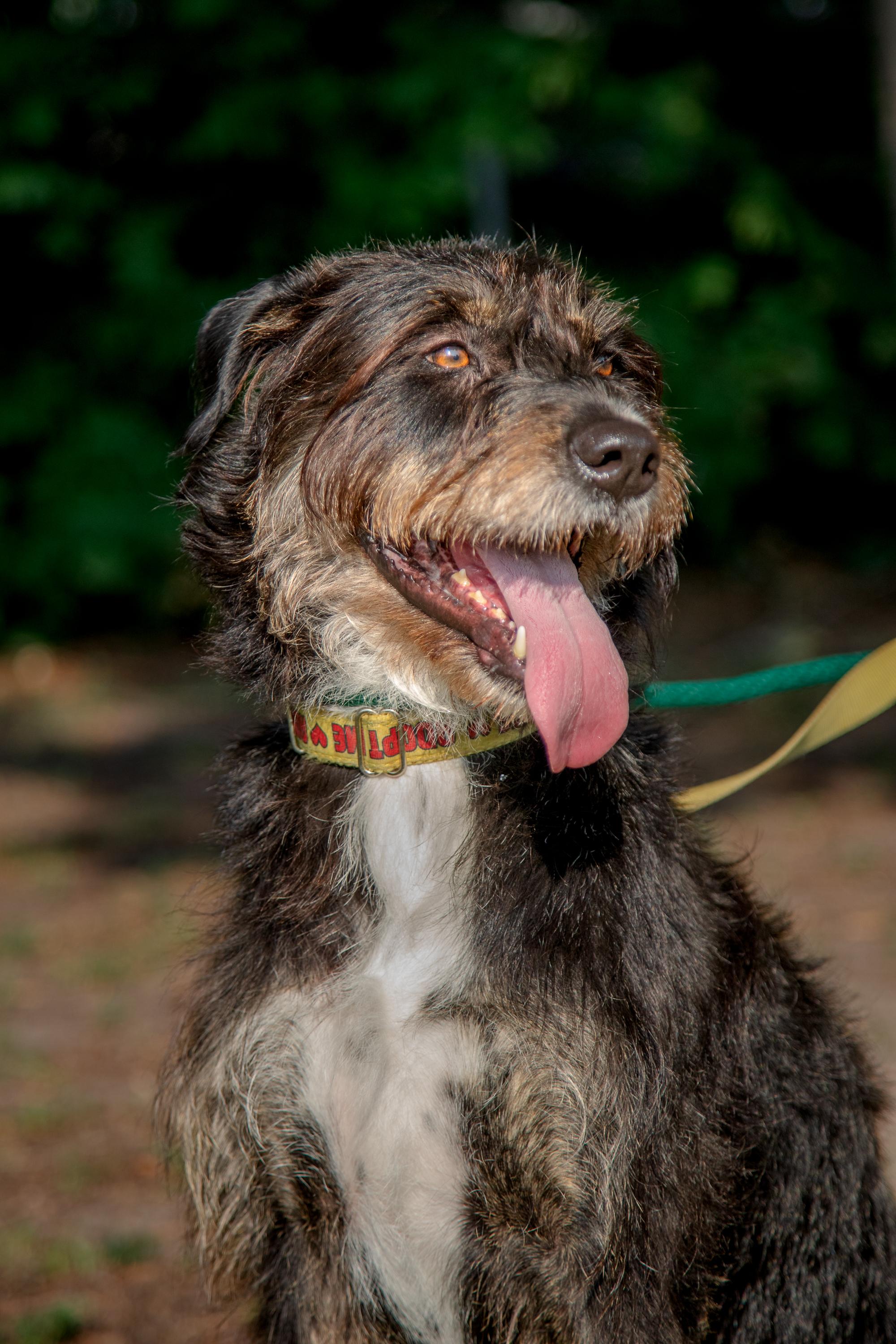 Enlarge Kika, a ADOPTABLE Mixed Breed in Mississauga, ON image 5/5