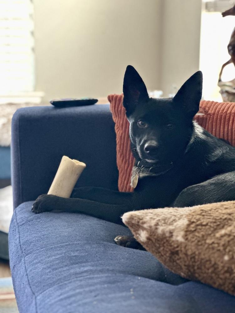 Enlarge Bailey, a Adoptable mixed breed in Pleasant Hill, CA image 2/6