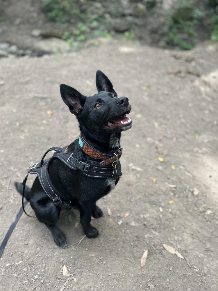 Enlarge Bailey, a Adoptable mixed breed in Pleasant Hill, CA image 3/6