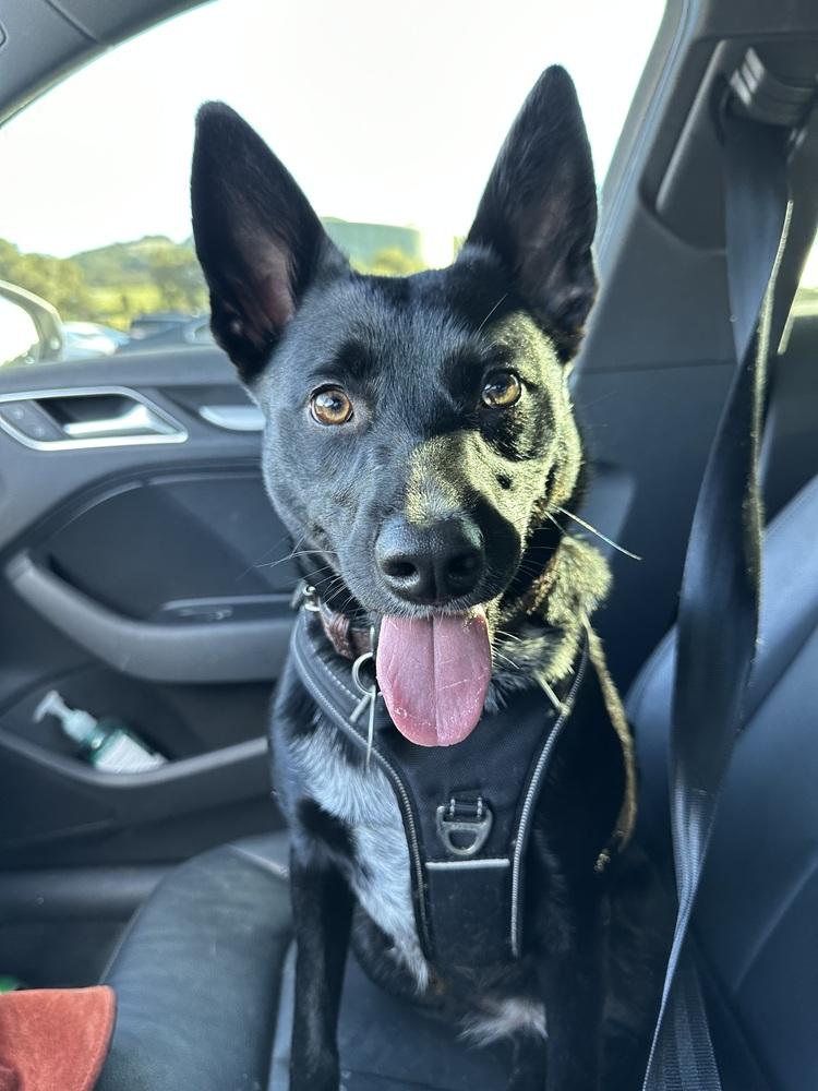 Enlarge Bailey, a Adoptable mixed breed in Pleasant Hill, CA image 4/6