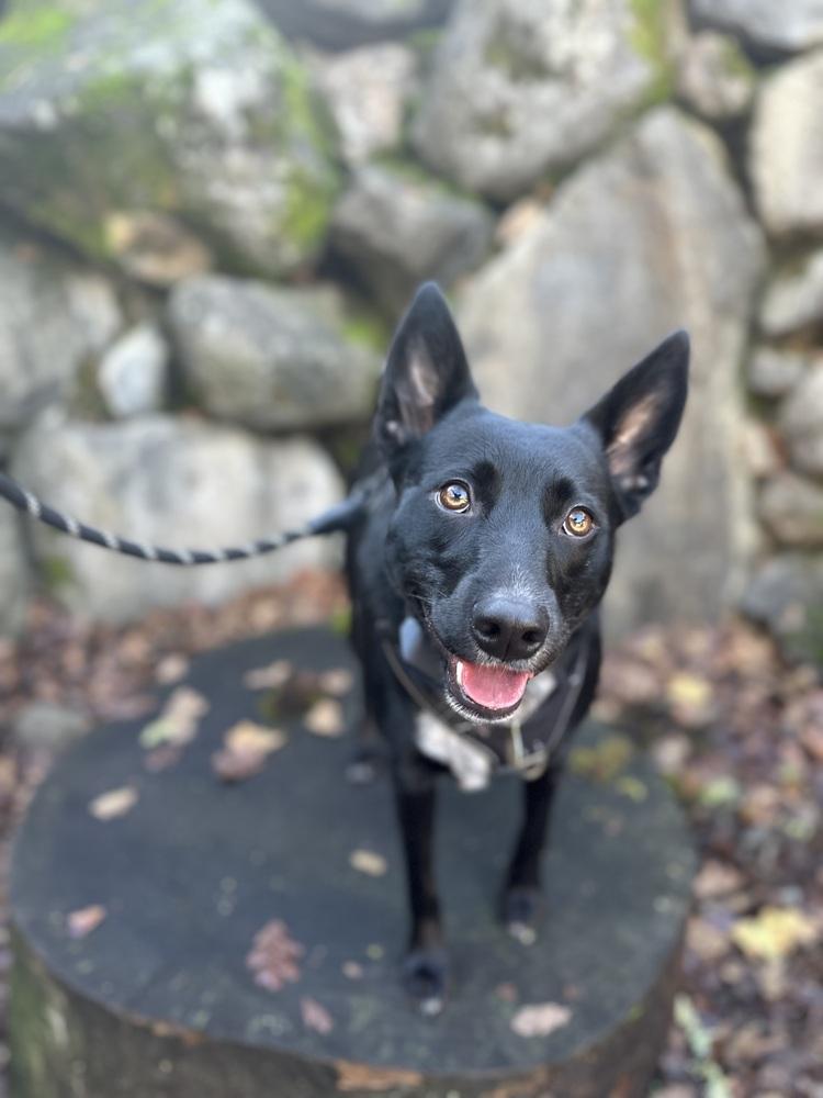 Enlarge Bailey, a Adoptable mixed breed in Pleasant Hill, CA image 5/6