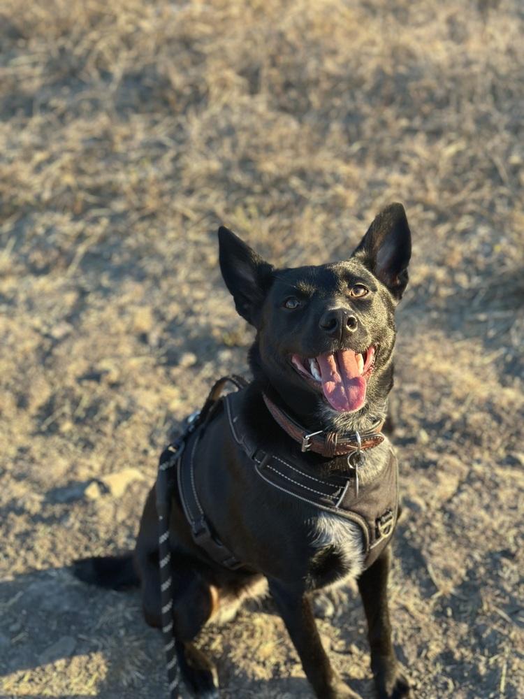 Enlarge Bailey, a Adoptable mixed breed in Pleasant Hill, CA image 6/6
