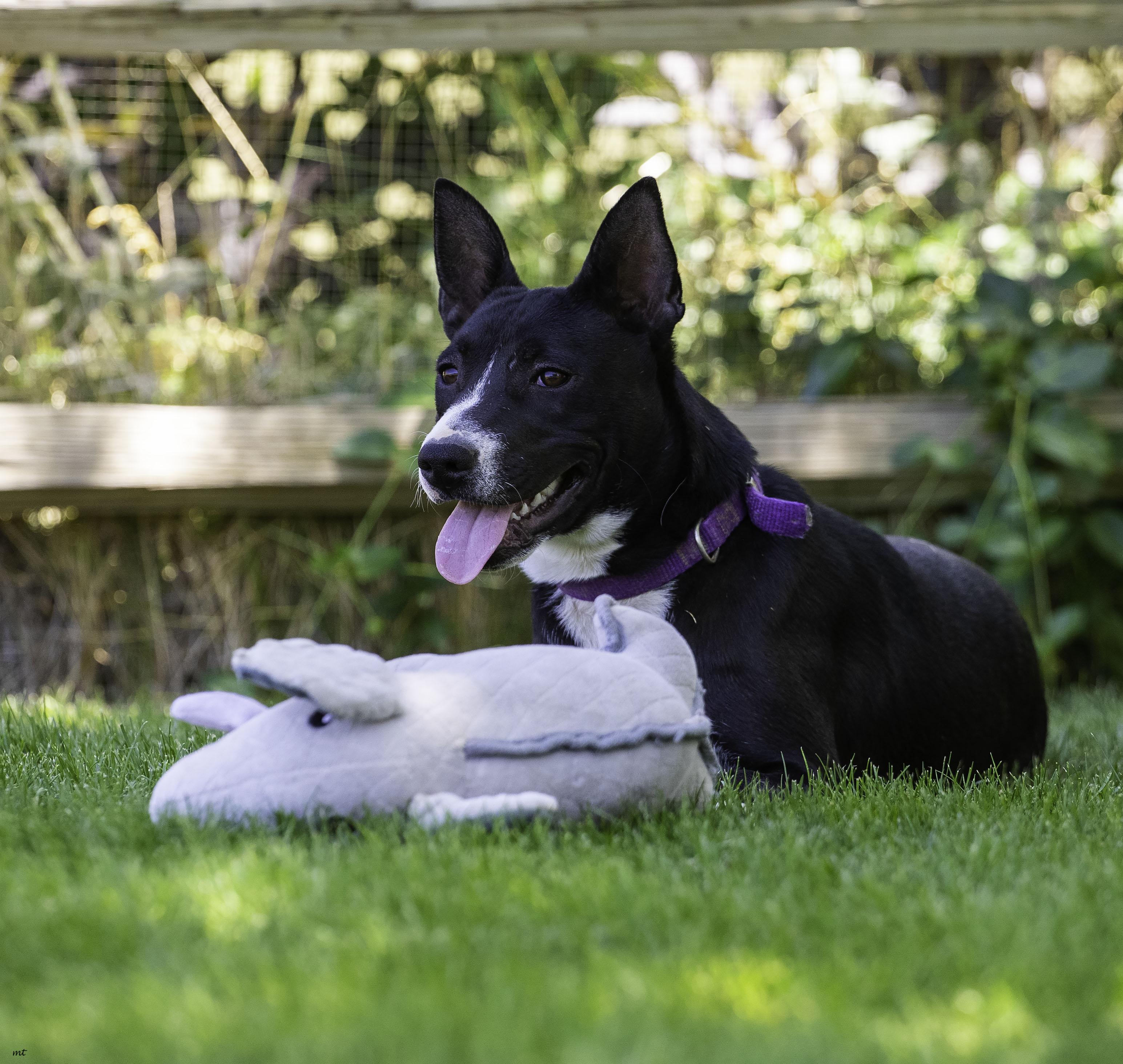 Bella