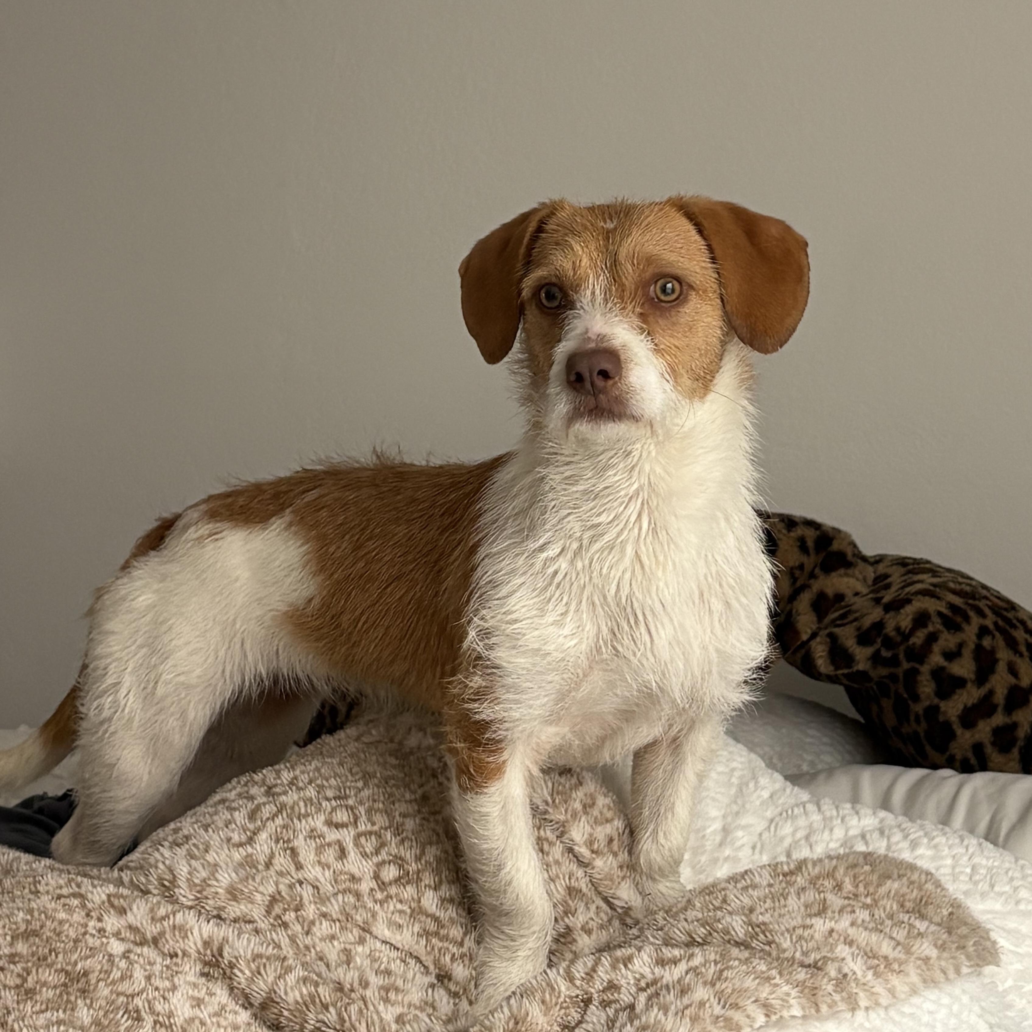 Pixie — thumbnail 2