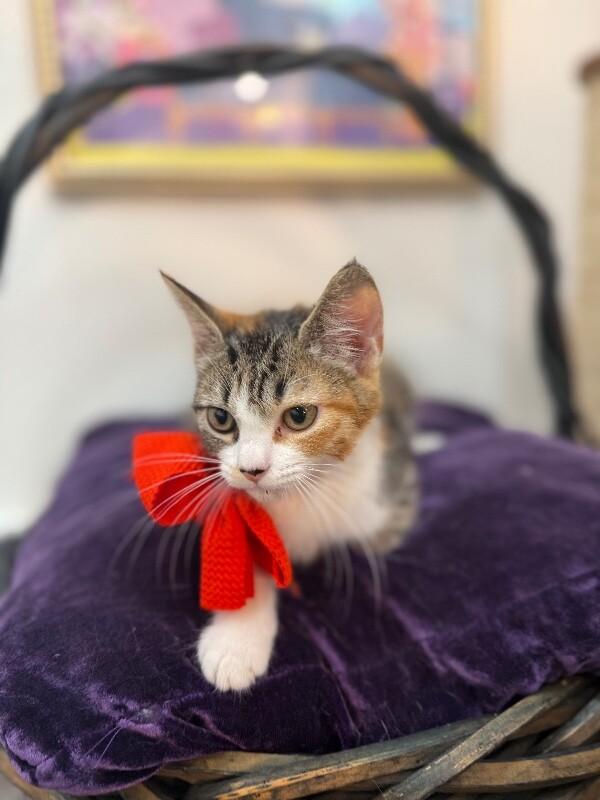 Gamora Guardians — thumbnail 2