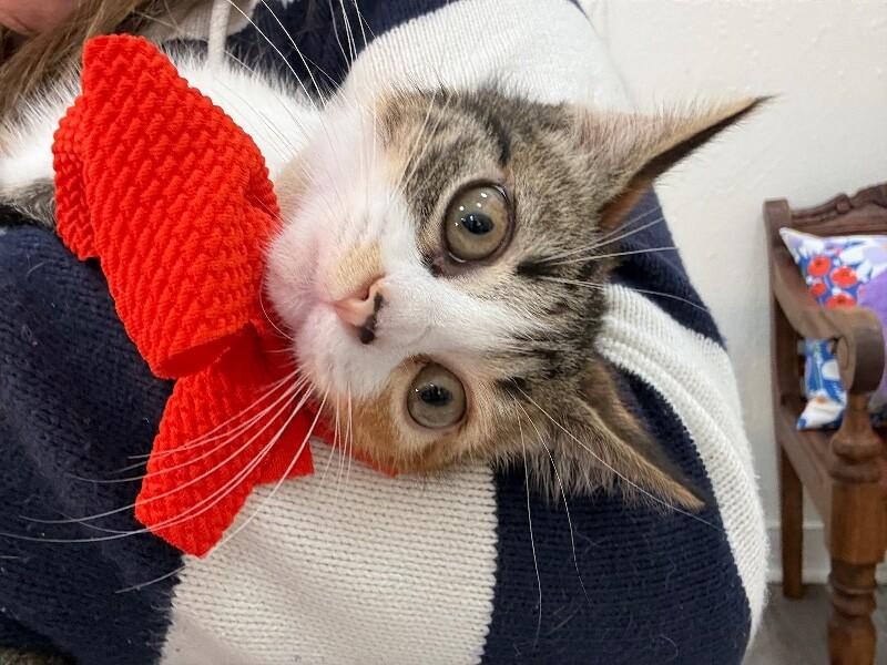 Gamora Guardians — thumbnail 3