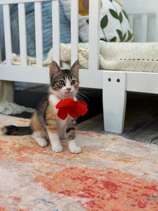 Gamora Guardians — thumbnail 5