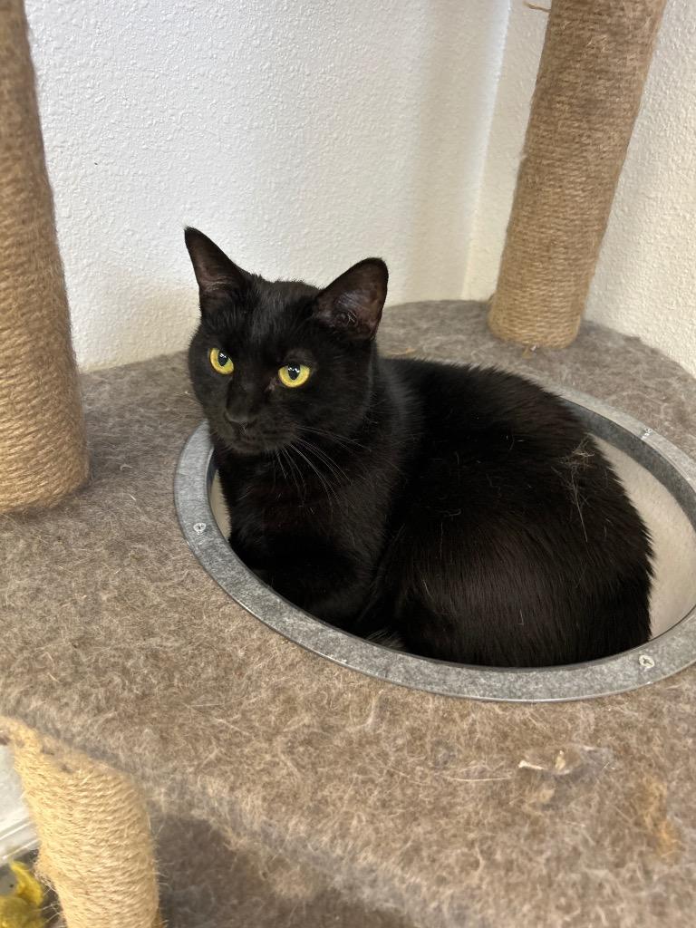Belinda, Adoptable, Adult Female Domestic Short Hair.