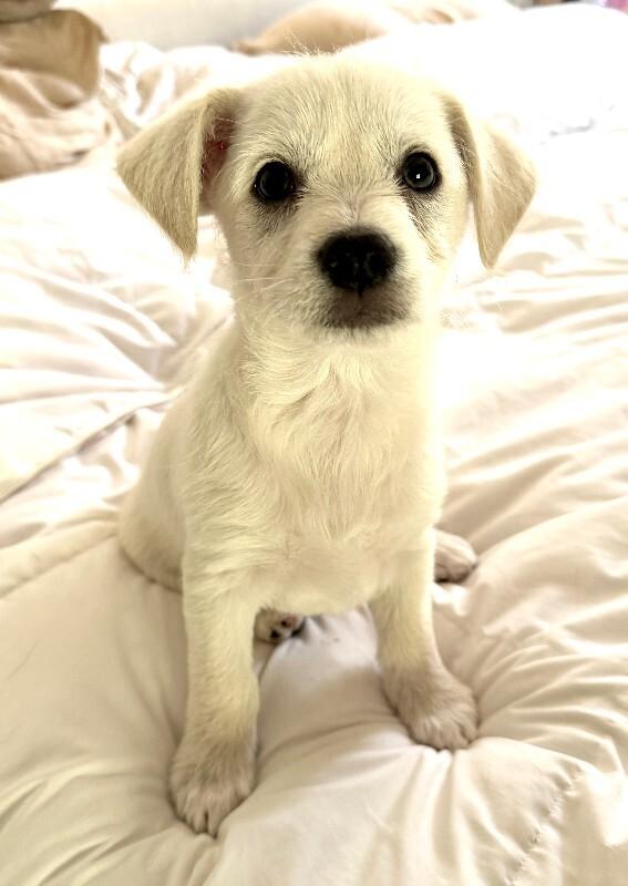 Enlarge Prince, a Adoptable mixed breed in Valley Village, CA image 1/2