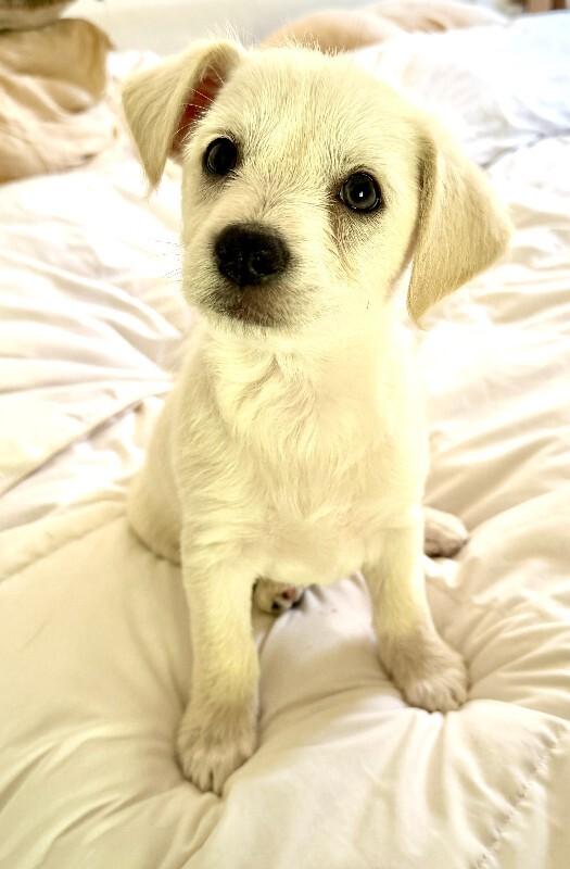 Enlarge Prince, a Adoptable mixed breed in Valley Village, CA image 2/2