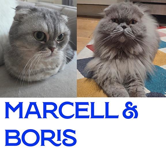 Boris and Marcel: Courtesy Post, Adoptable, Senior Male Scottish Fold.