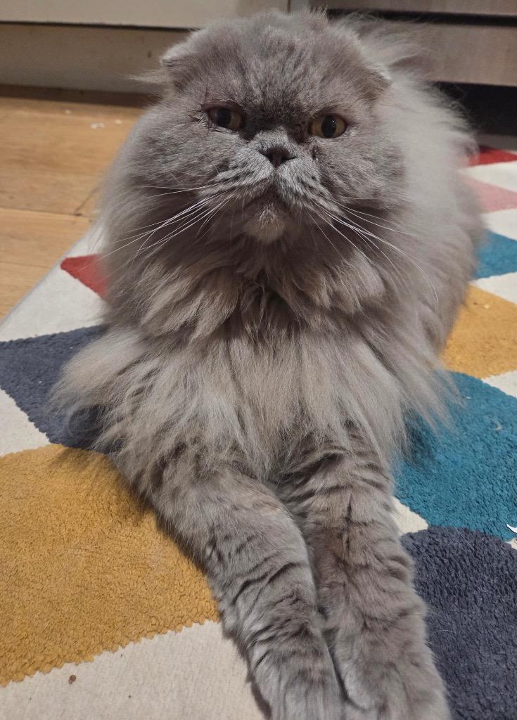 Enlarge Boris and Marcel: Courtesy Post, a Adoptable Scottish Fold in New York, NY image 2/6