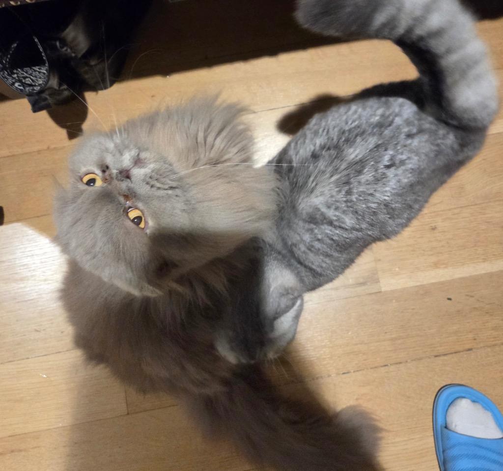 Enlarge Boris and Marcel: Courtesy Post, a Adoptable Scottish Fold in New York, NY image 3/6