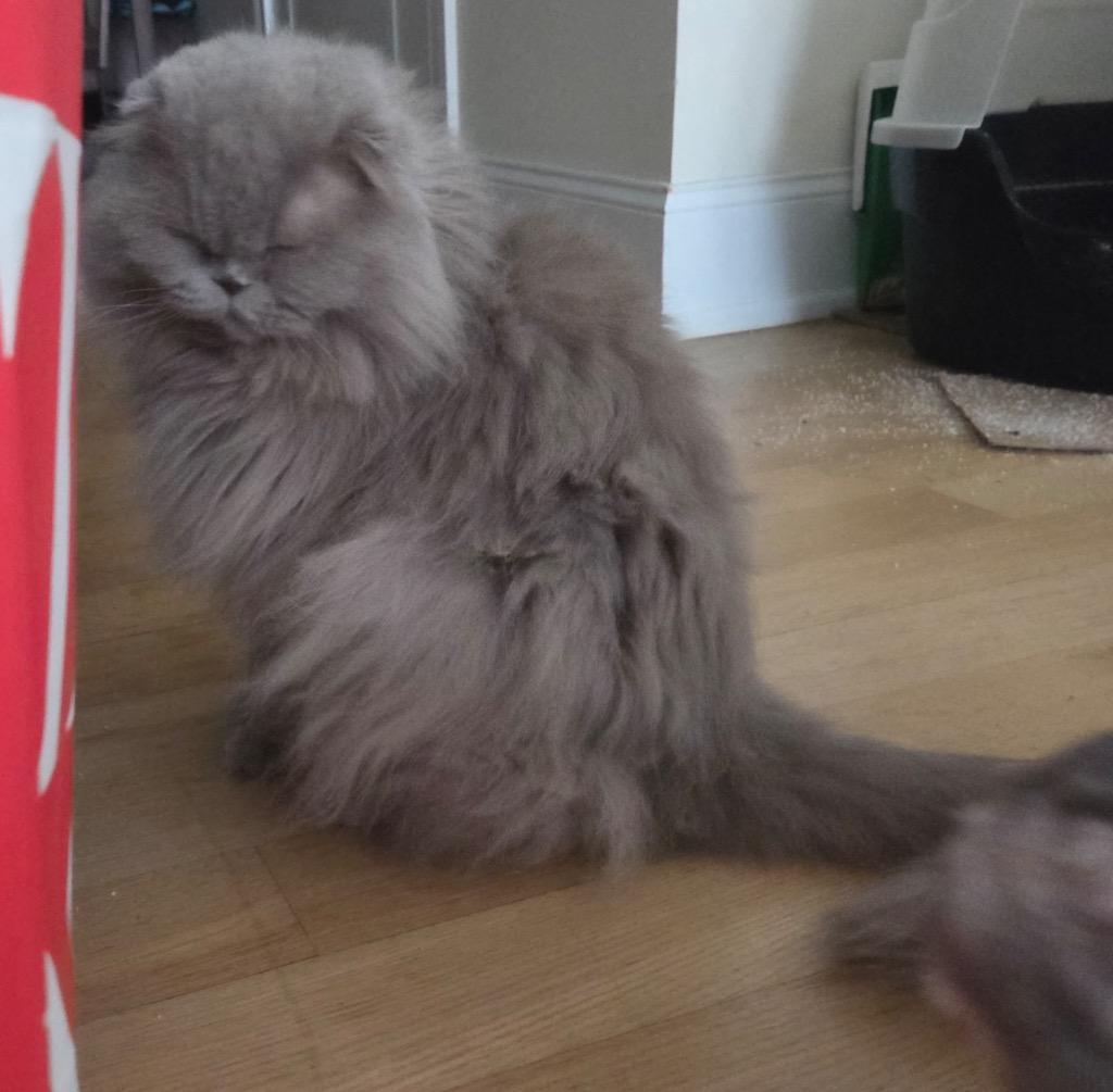 Enlarge Boris and Marcel: Courtesy Post, a Adoptable Scottish Fold in New York, NY image 4/6