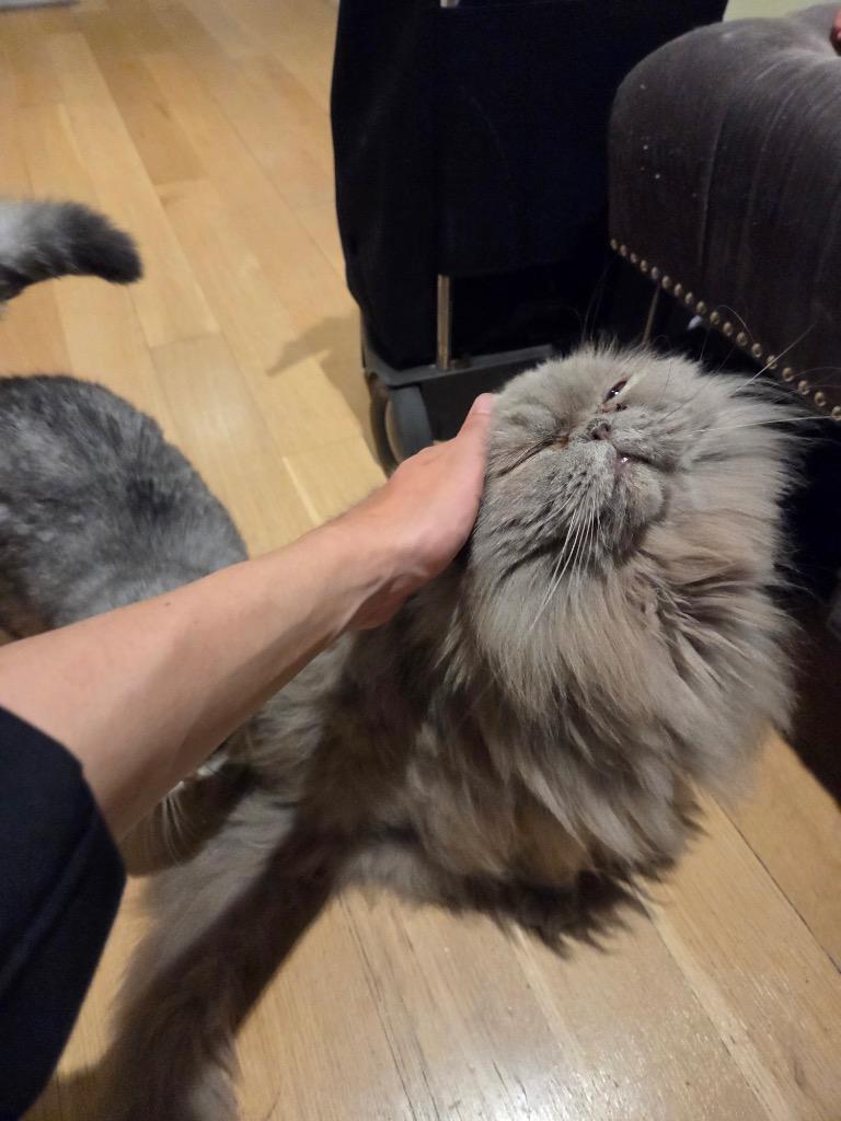 Enlarge Boris and Marcel: Courtesy Post, a Adoptable Scottish Fold in New York, NY image 5/6