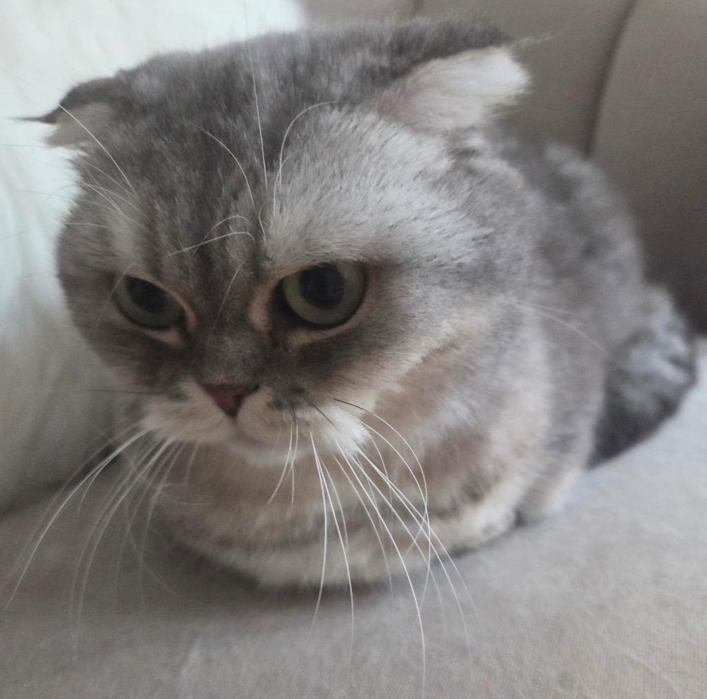 Enlarge Boris and Marcel: Courtesy Post, a Adoptable Scottish Fold in New York, NY image 6/6
