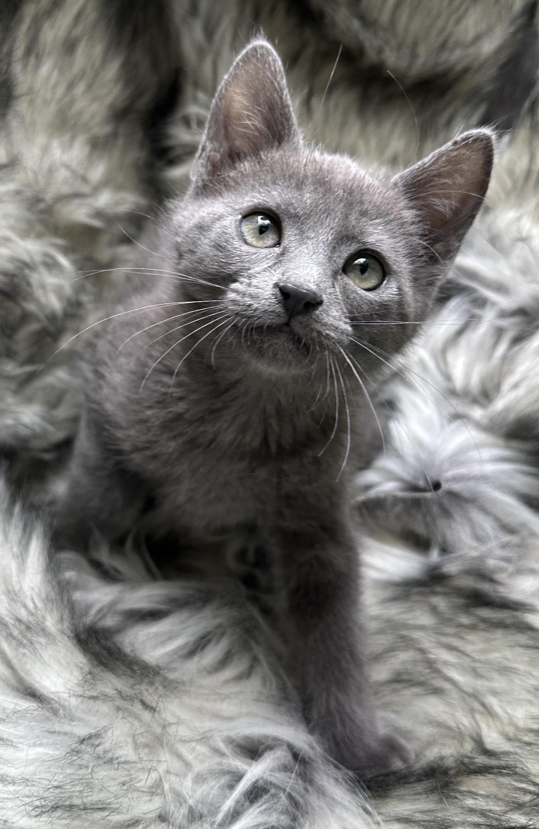 Pati, adopted, Kitten Female Russian Blue.