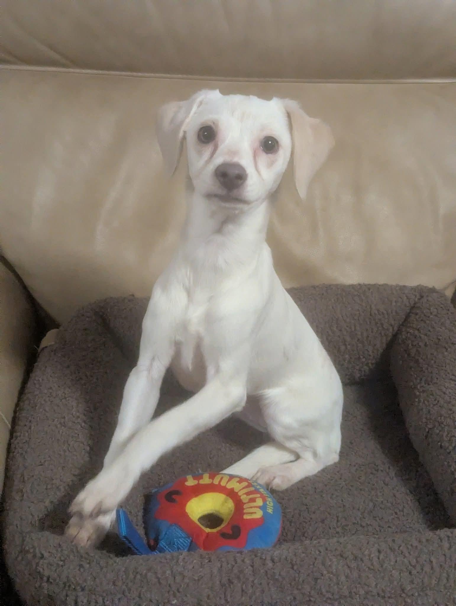 Liebling, ADOPTABLE, Puppy Female Jack Russell Terrier.