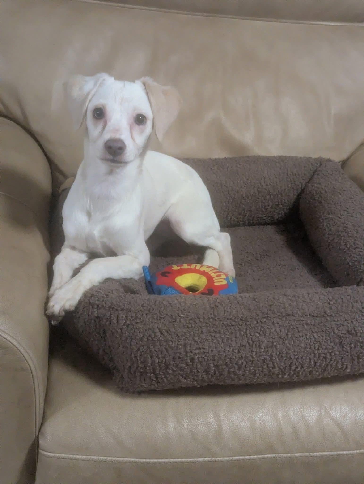 Enlarge Liebling, a ADOPTABLE mixed breed in Oakland, CA image 5/6