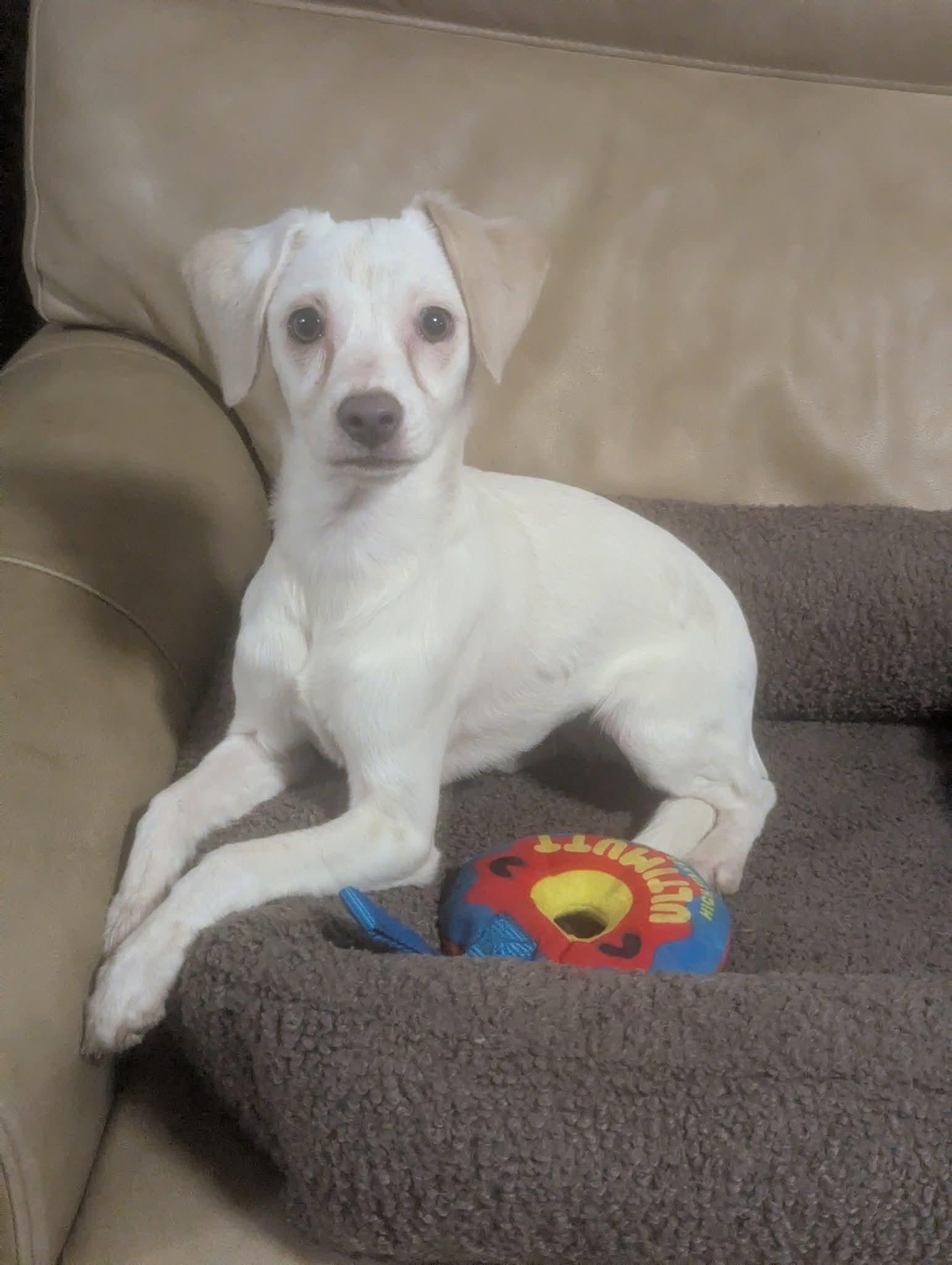 Enlarge Liebling, a ADOPTABLE mixed breed in Oakland, CA image 3/6