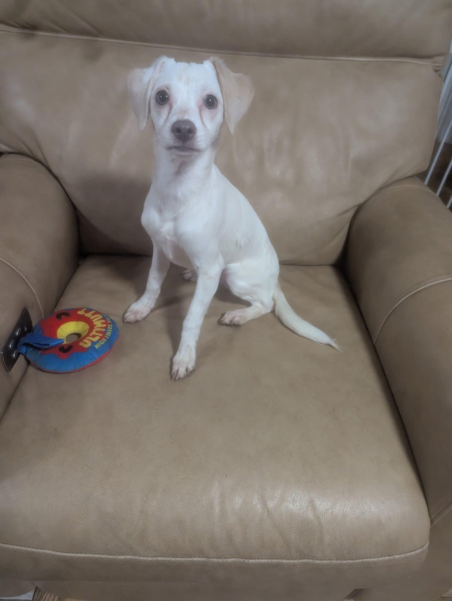 Enlarge Liebling, a ADOPTABLE mixed breed in Oakland, CA image 2/6