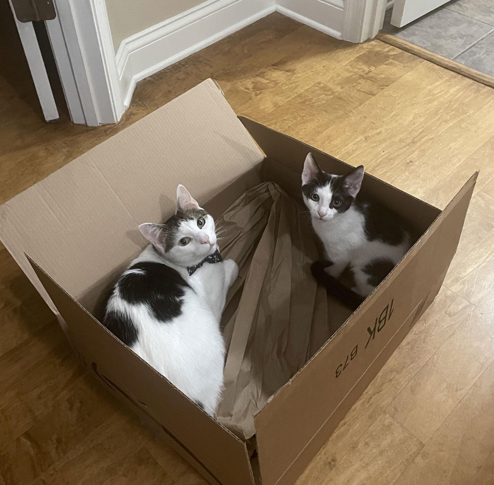 Sunny, Adopted, Young Male Domestic Short Hair.