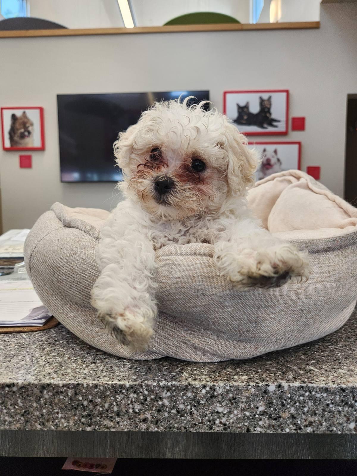 Poochini, adopted, Puppy Female Poodle & Shih Tzu.