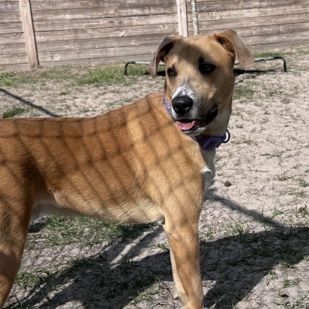 Enlarge Kamo 28424, a Adoptable Mixed Breed in Middleburg, FL image 1/1