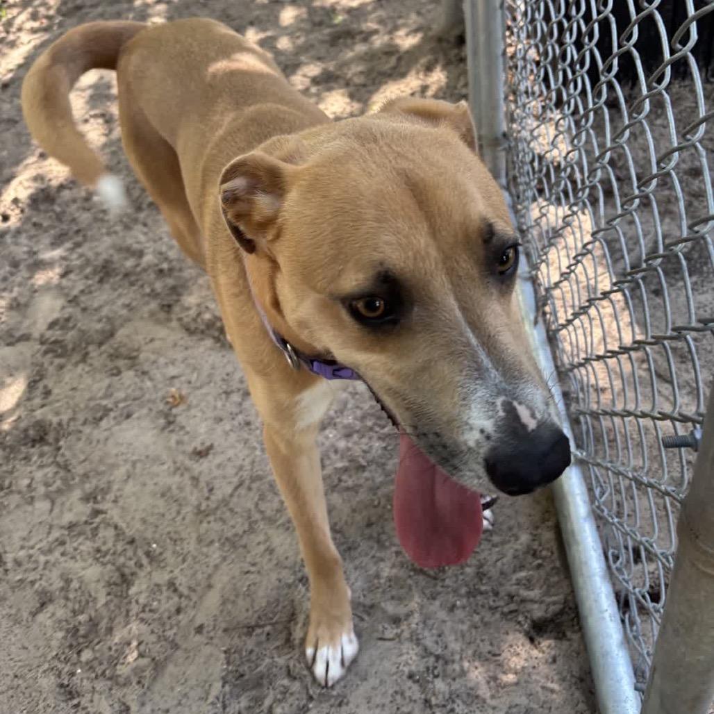Enlarge Kamo 28424, a Adoptable Mixed Breed in Middleburg, FL image 2/6